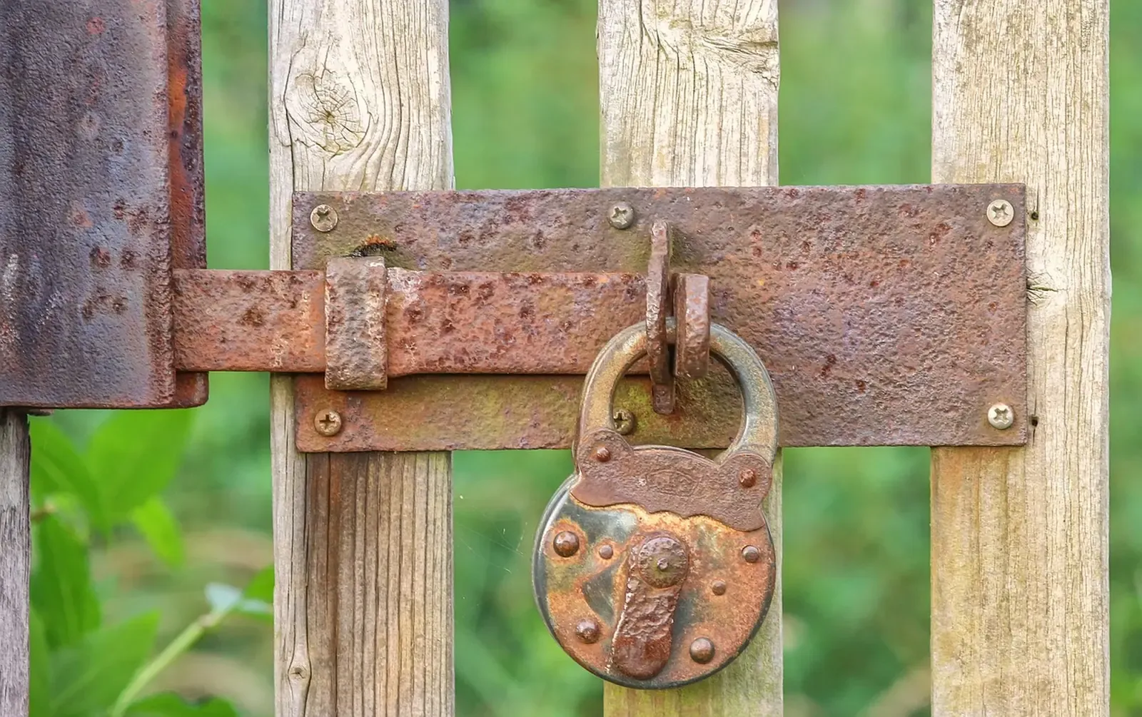 Rusty padlock and slide bolt securing a wooden garden gate with green foliage behind